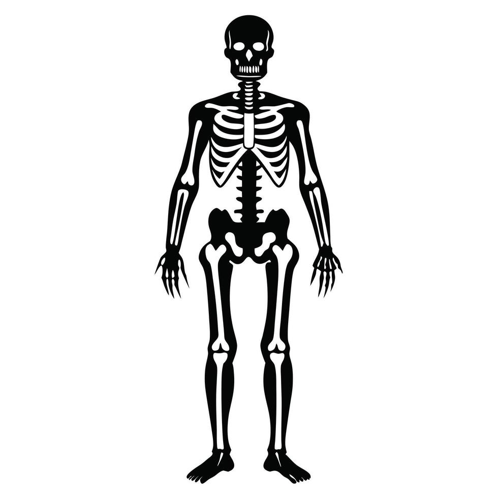 Human Skeleton Silhouette Full Body View vector