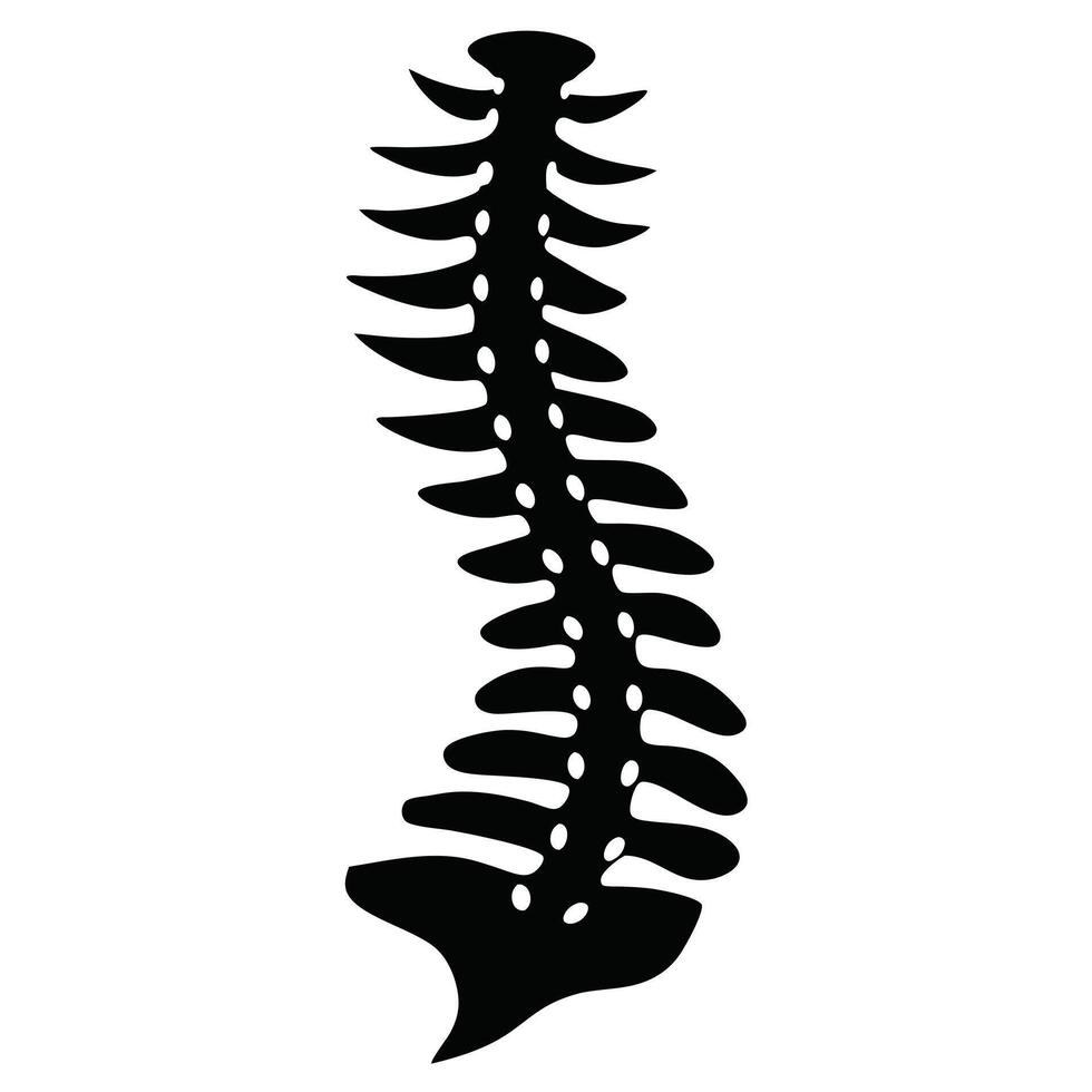 Human Spinal Cord Silhouette Anatomy vector