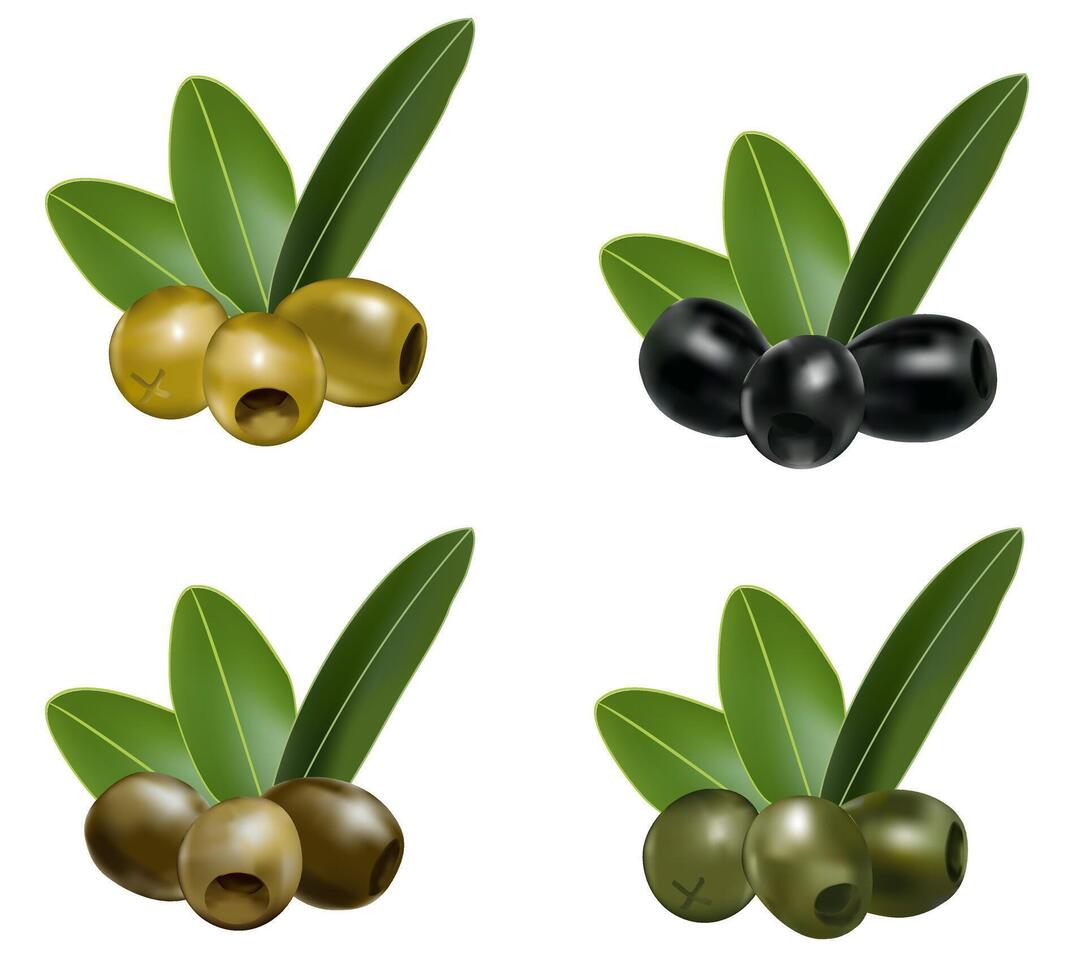 Olives Branch with Leaves. Green and black olives set. Realistic illustration vector