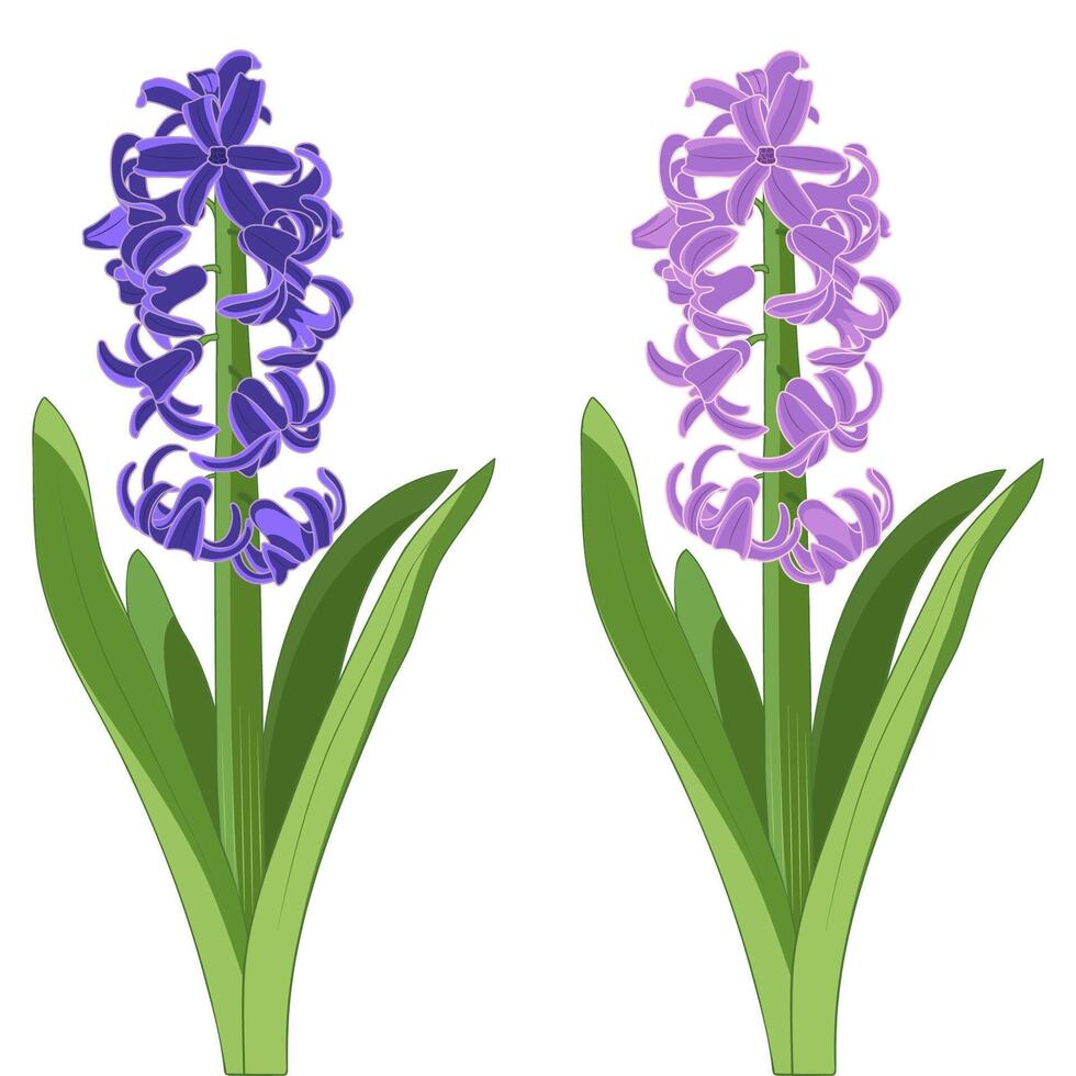 Blooming Purple Violet Hyacinth Spring Flower vector