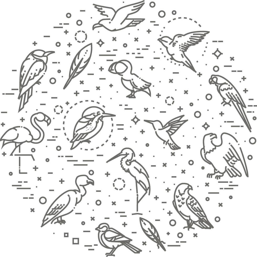 Set of different birds. vector