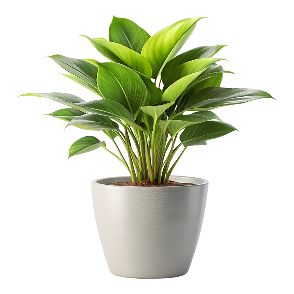 Potted spathiphyllum houseplant with green leaves brings tropical nature home png