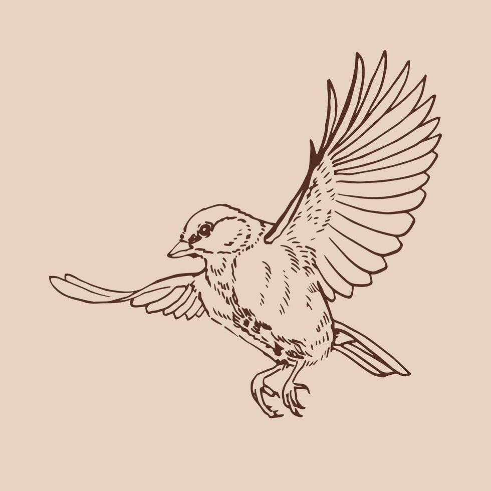 Titmouse, Flying bird. Hand drawn illustration. vector
