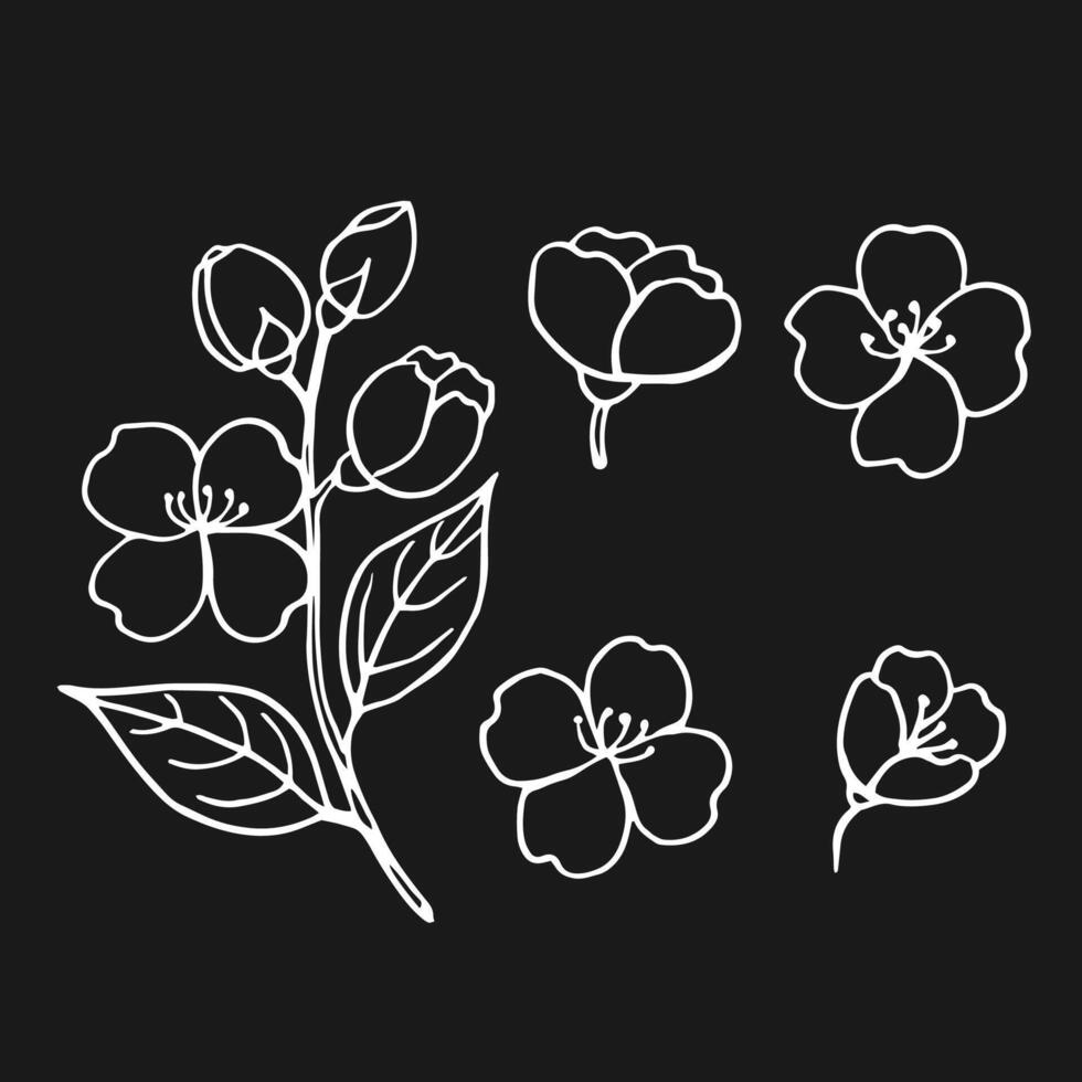 Set of leaves and flowers of jasmine. Hand drawn illustration vector