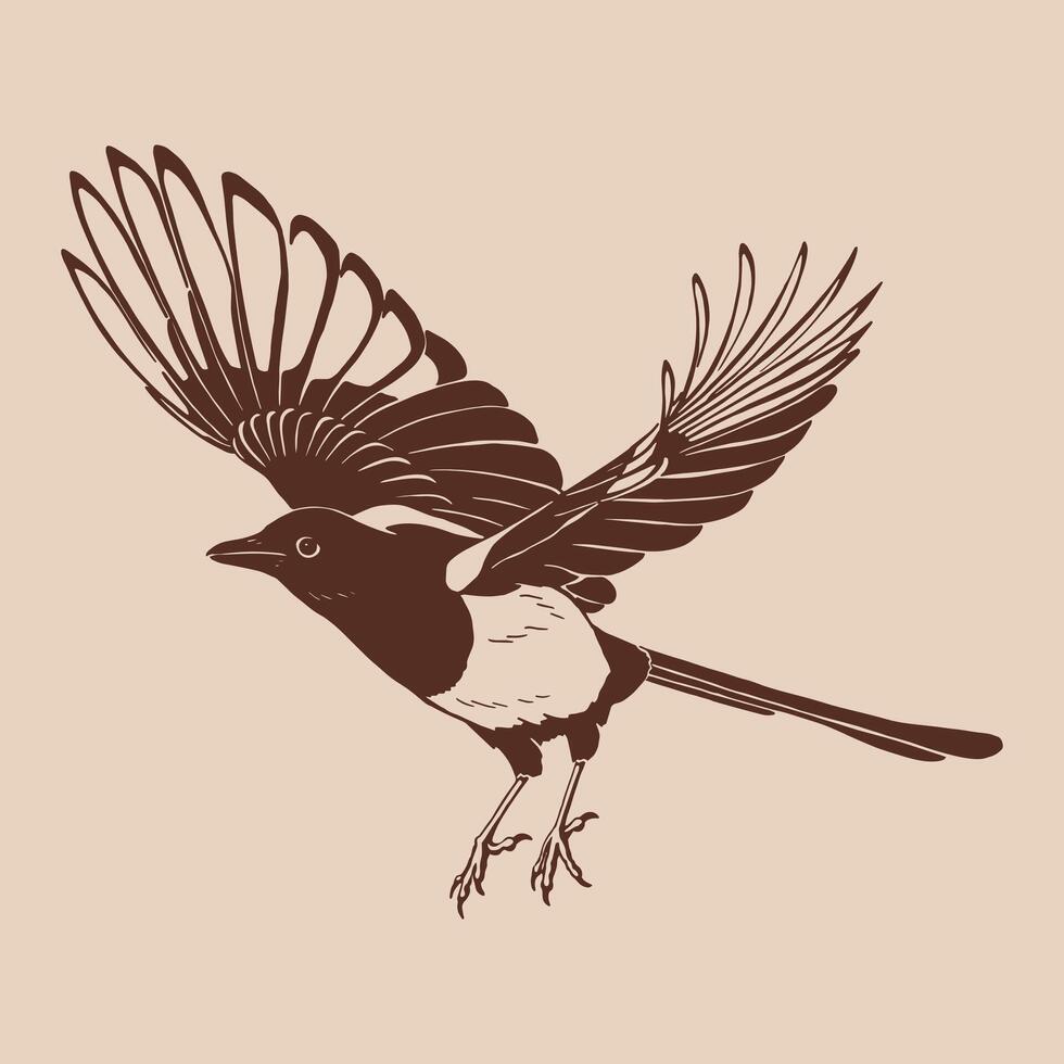Magpie, flying bird, Hand drawn illustration. vector
