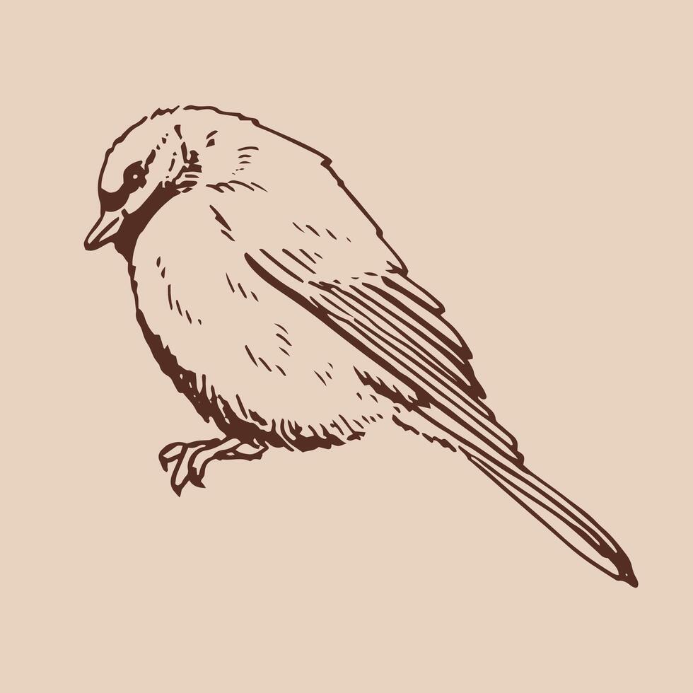 Titmouse. Bird. illustration vector