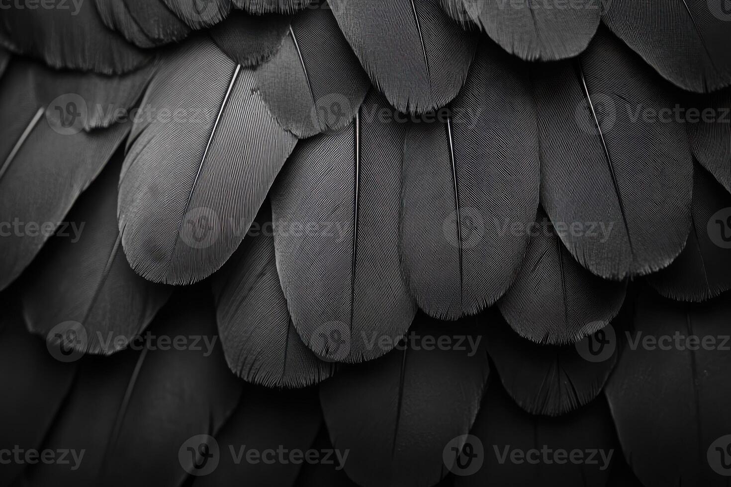 Close-Up Image of Black Bird Feathers Ideal for Nature Themed Projects and Artwork photo