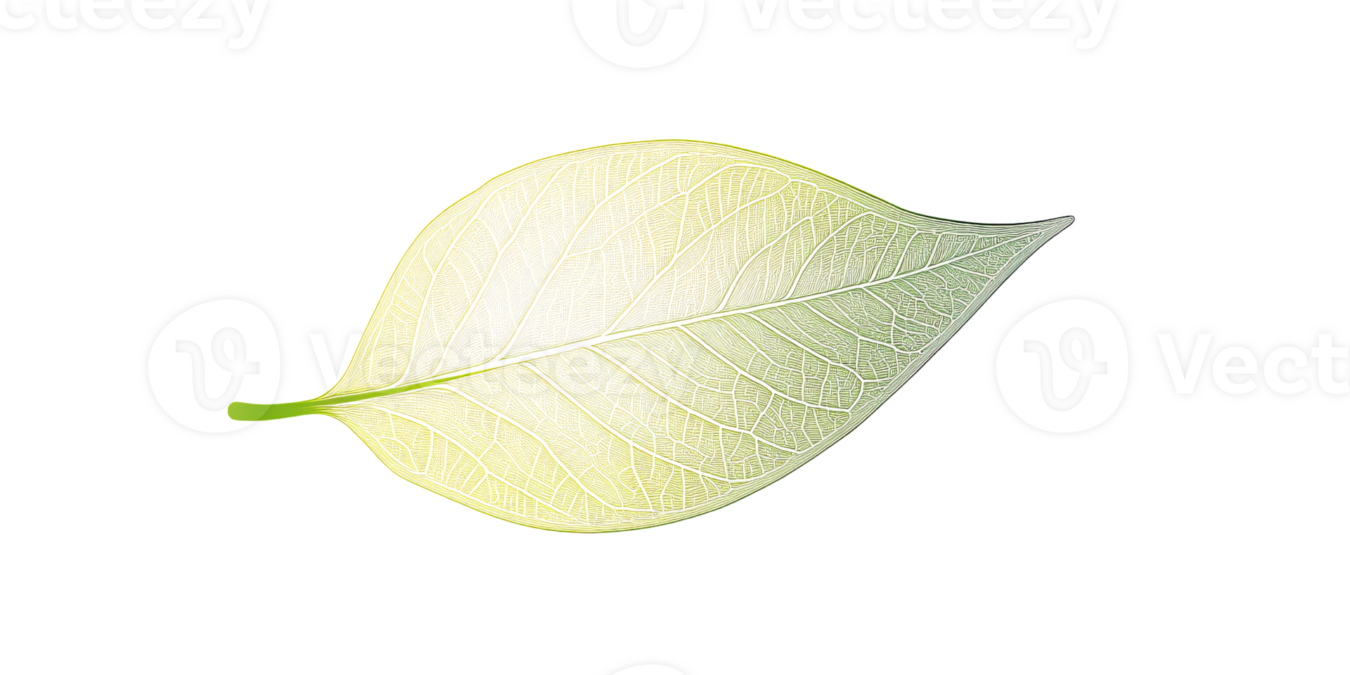 Translucent leaf with intricate vein detail on a transparent background Concept of nature, botanical illustration, and organic design element png