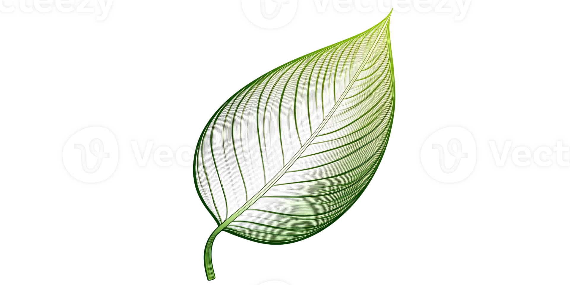 Elegant Calathea Leaf Illustration on Transparent Background for Botanical Designs and Nature Concepts png
