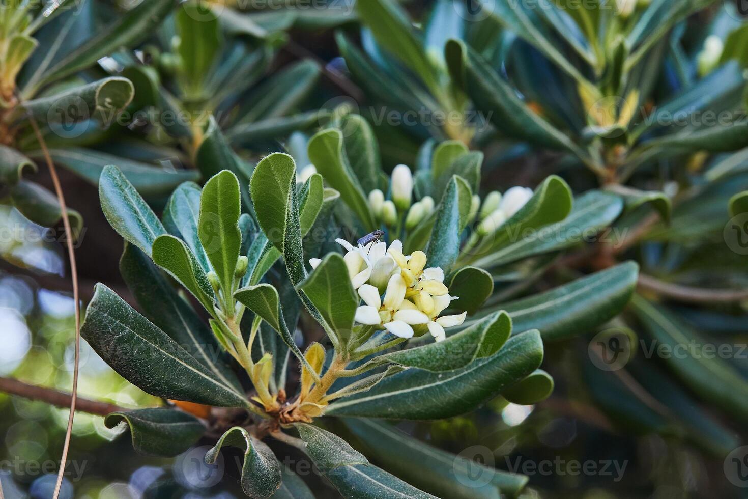 Green glossy leaves and white flower buds host a small fly, capturing delicate life in a natural ecosystem photo
