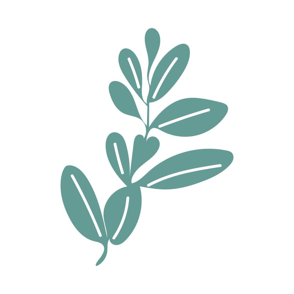 Green oregano herb flat in flat design. Basil leaves, seasoning plant. illustration isolated. vector