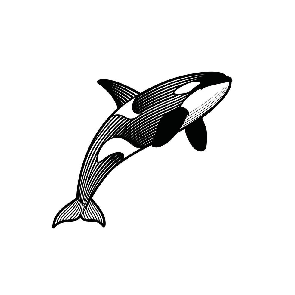 Killer whale orca logo design vector