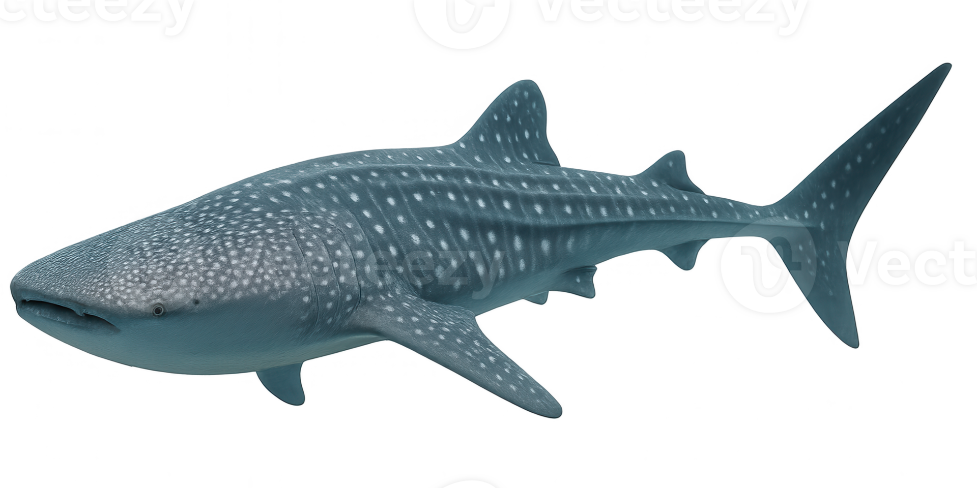 Single whale shark swimming in the ocean with transparent background png