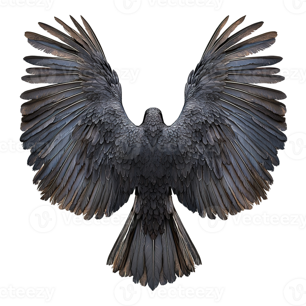 The large black bird spreads its wings showing off its feathers png