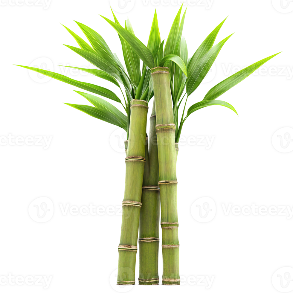 A cluster of green sugar cane stalks with leafy green foliage png