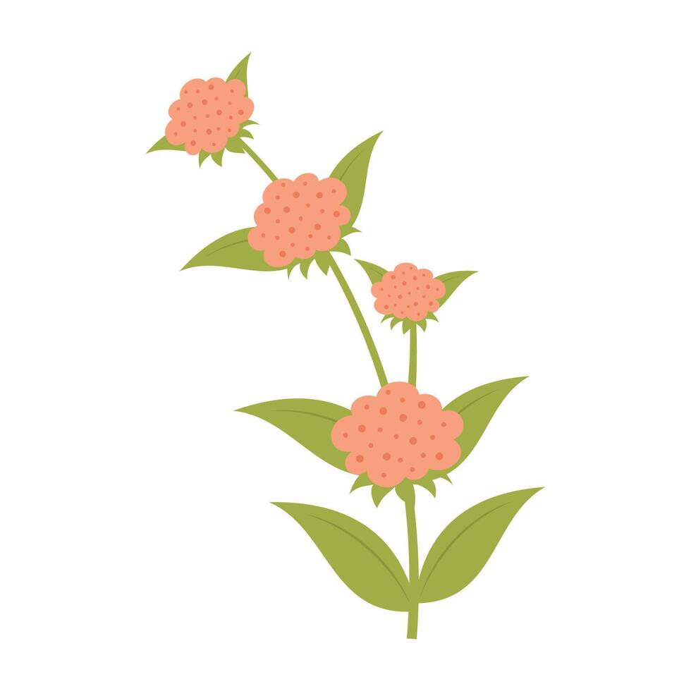 Various colorful flowers with green leave on a white background. Spring and Summer vector