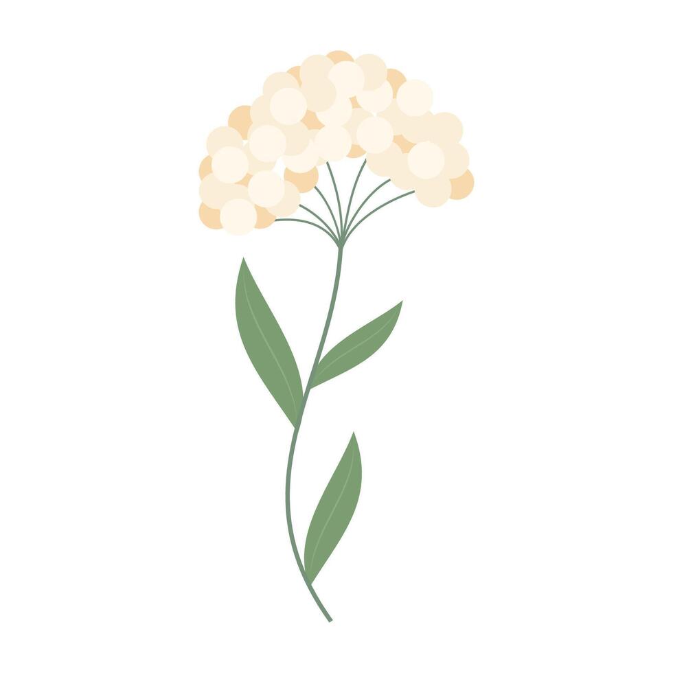 Delicate colorful flowers with green leave on a clean white background. Spring and Summer Season. vector