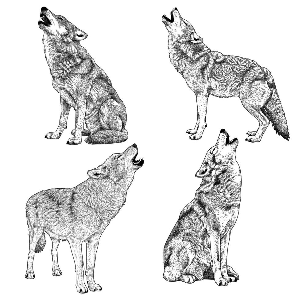 Set of black and white illustration of howling wolf vector