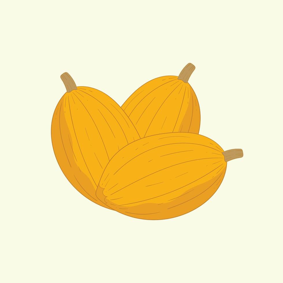 Arikara squash vegetables flat design cartoon illustration vector