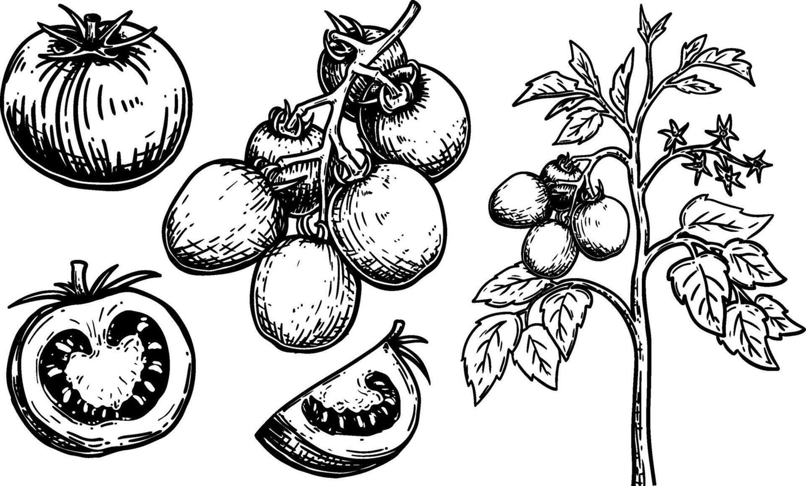 Hand drawn tomato set with various cut shapes and trees vector