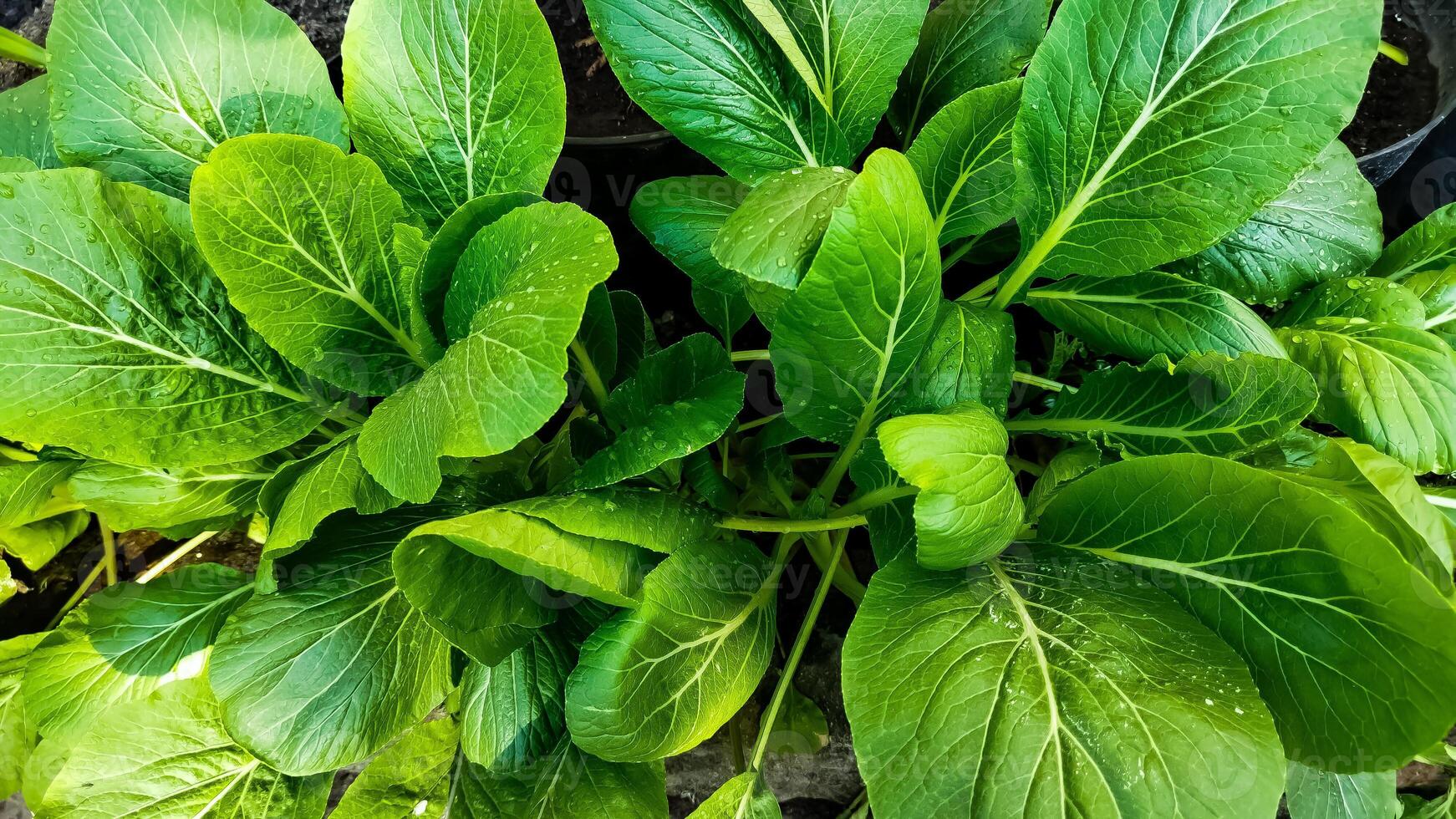 Sawi hijau. Growing green mustard are usually used to complement food such as meatballs, chicken noodles, fried rice, etc. photo