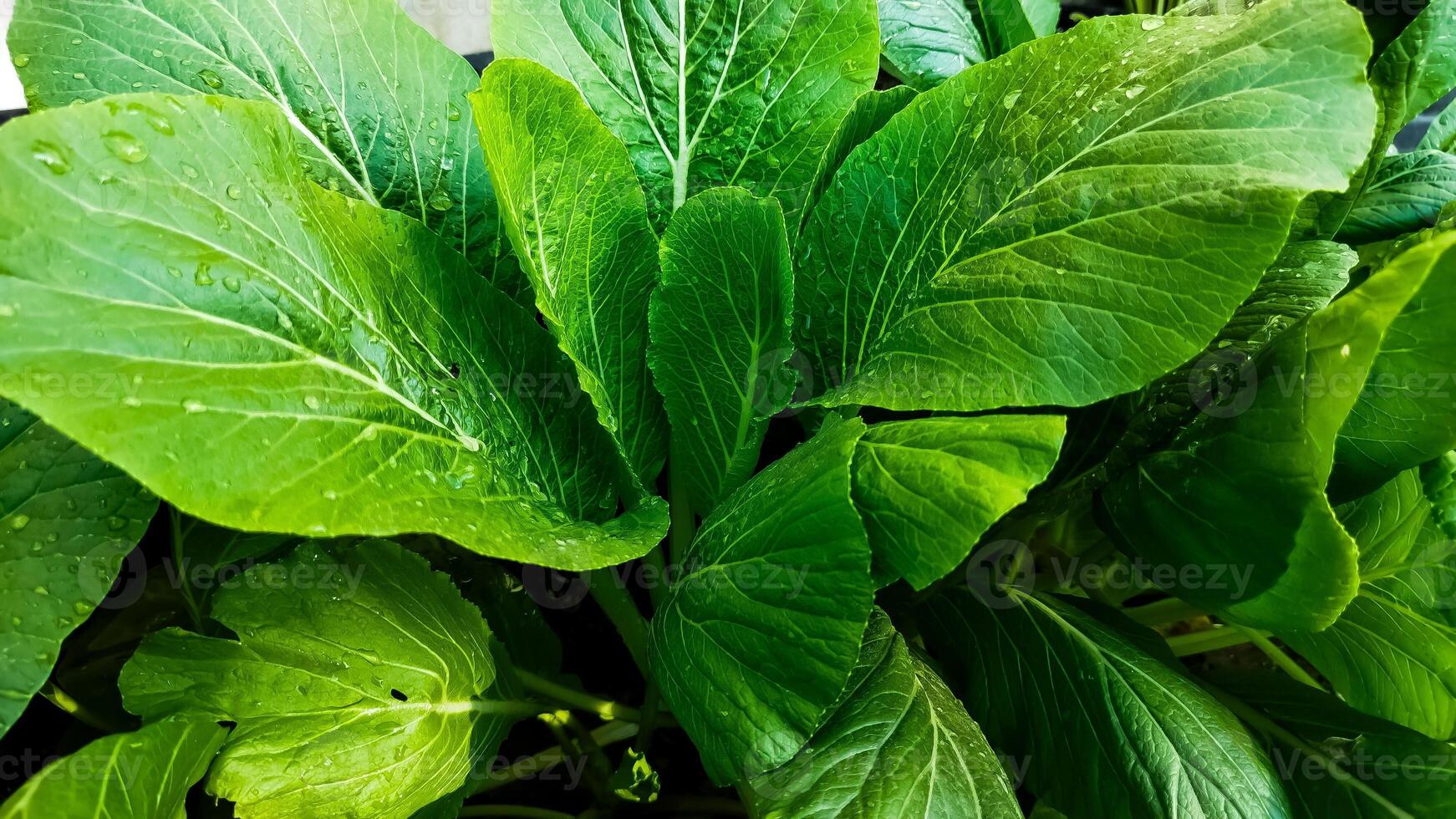Sawi hijau. Growing green mustard are usually used to complement food such as meatballs, chicken noodles, fried rice, etc photo