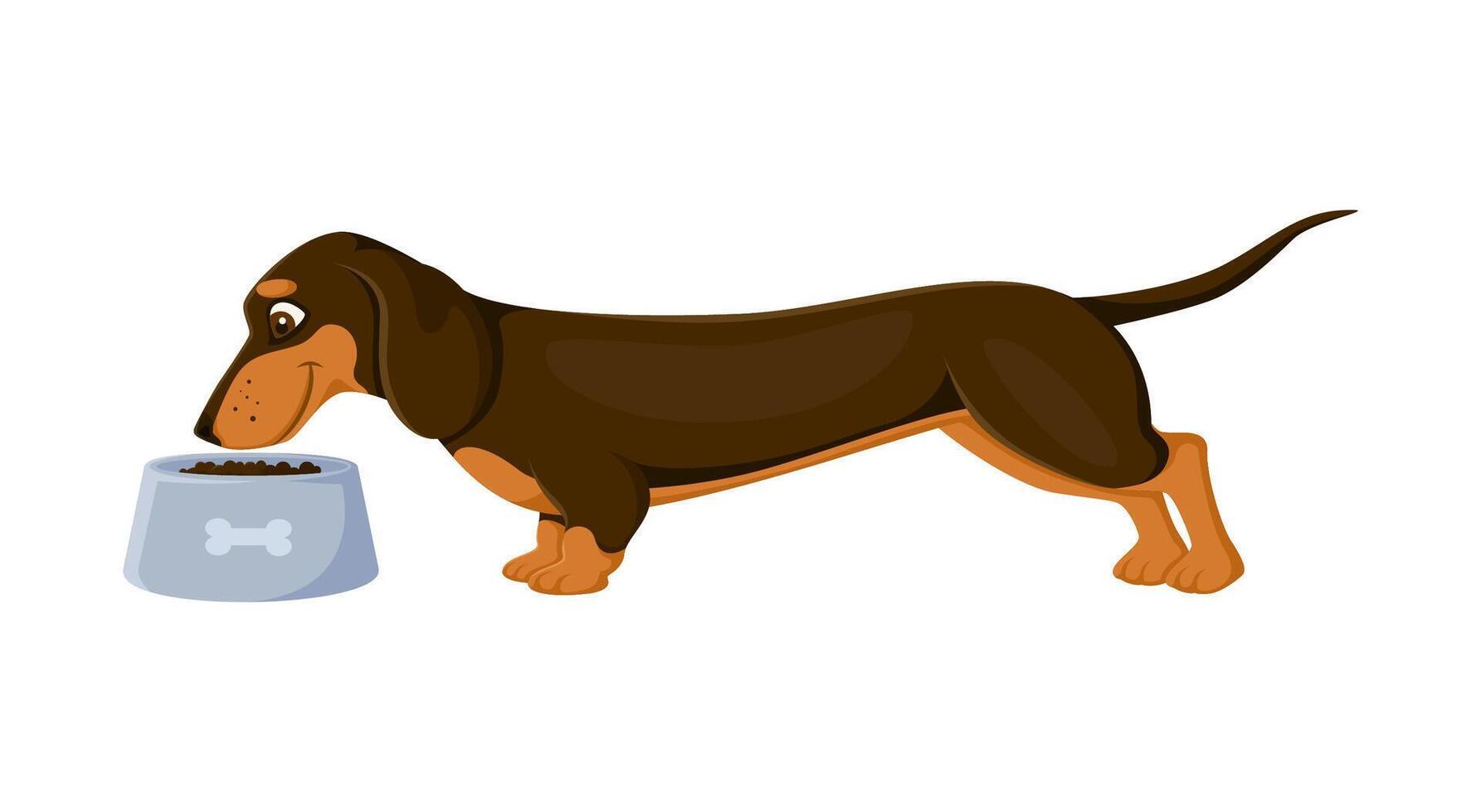 Cartoon dachshund dog and puppy character eating vector