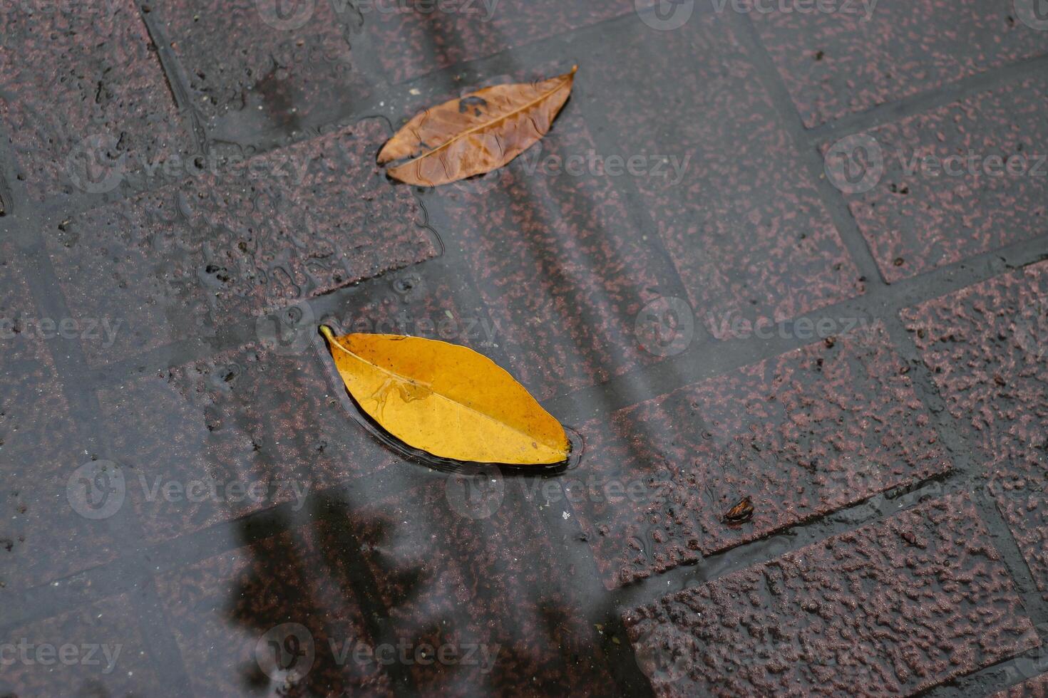 Autumn leaves lie calmly on wet brick surface, reflecting light photo