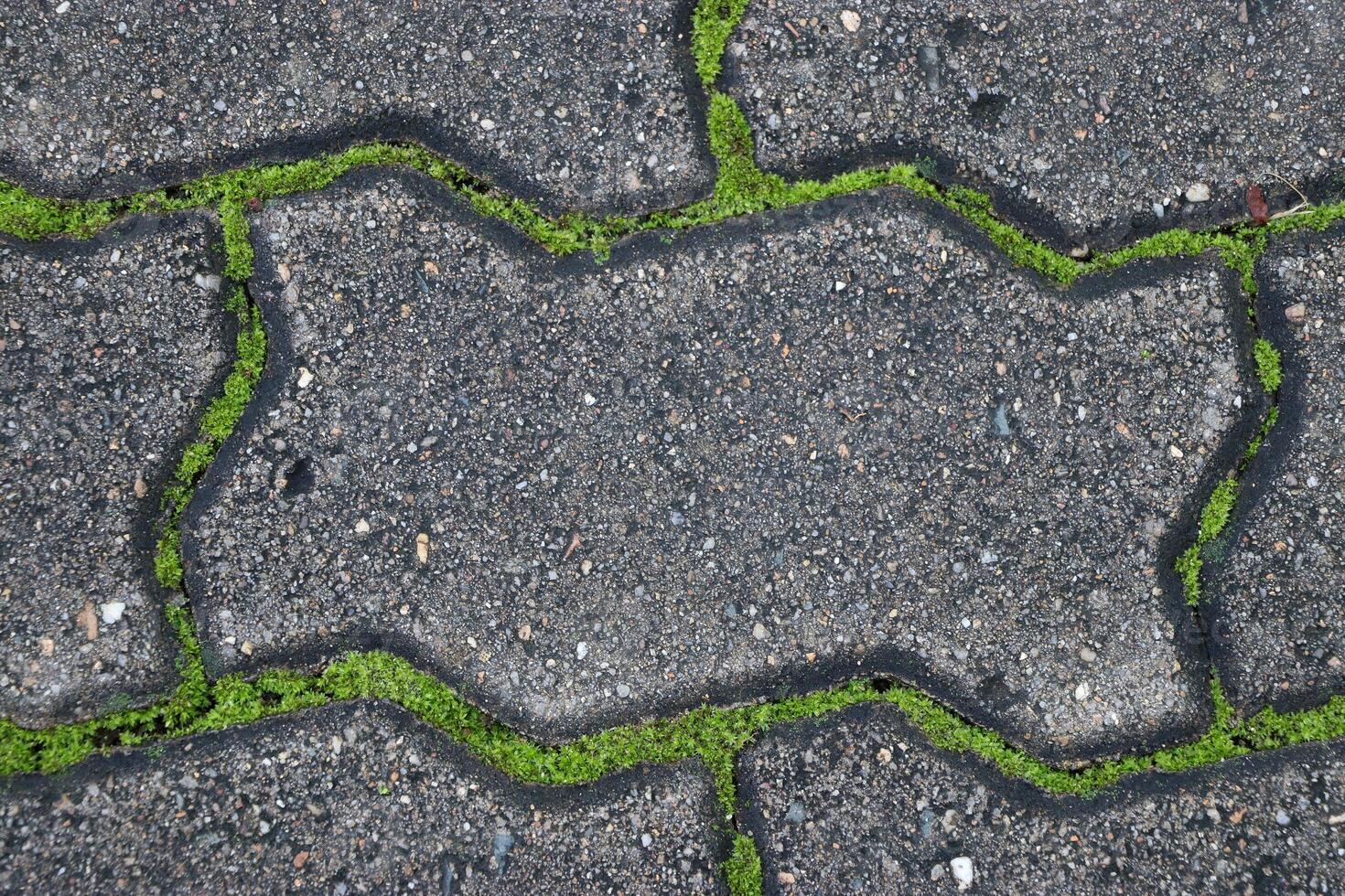 Gray pavement with green moss, calming and refreshing natural pattern photo