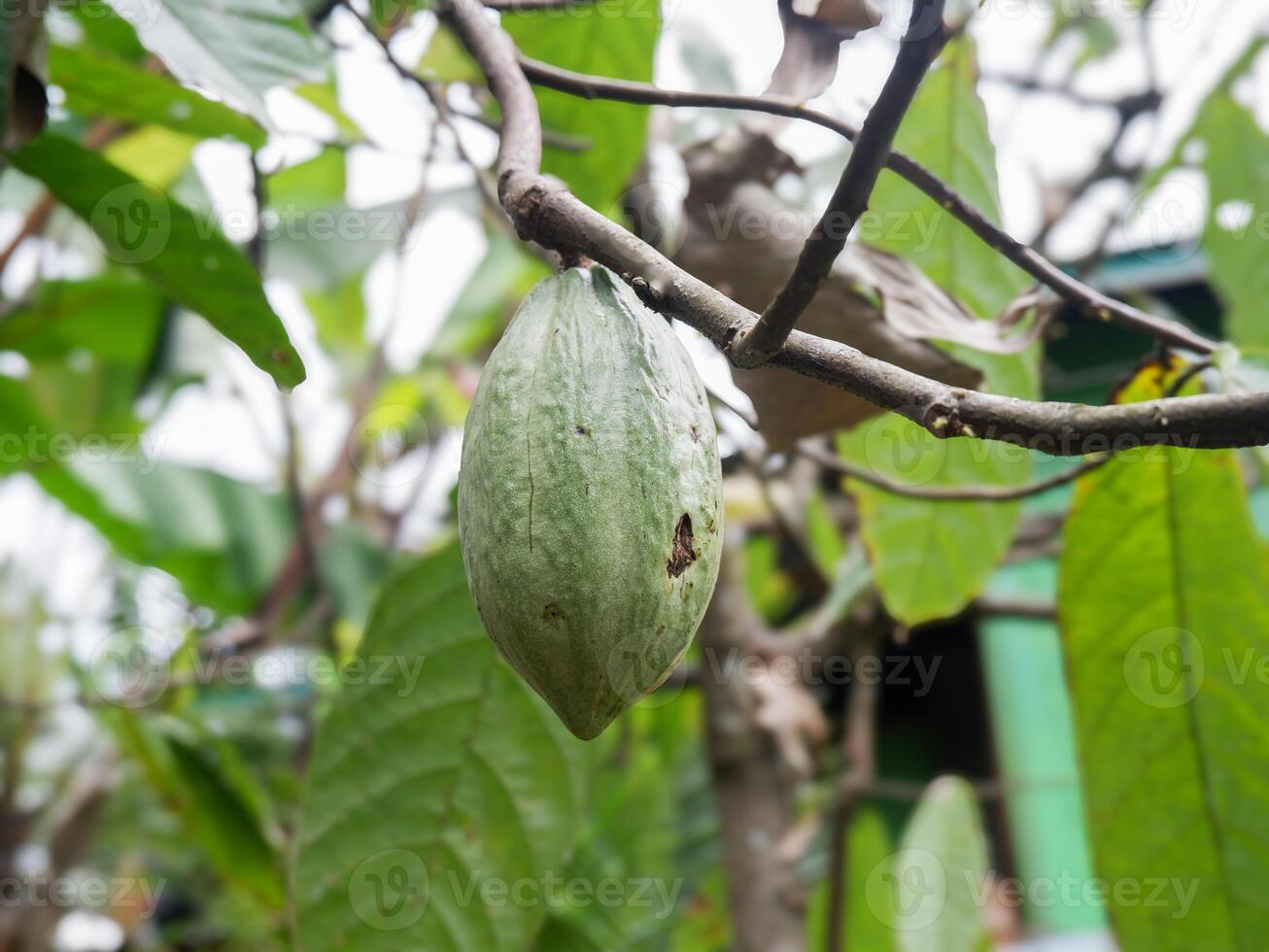 Cocoa pods on a tree in the rainforest photo