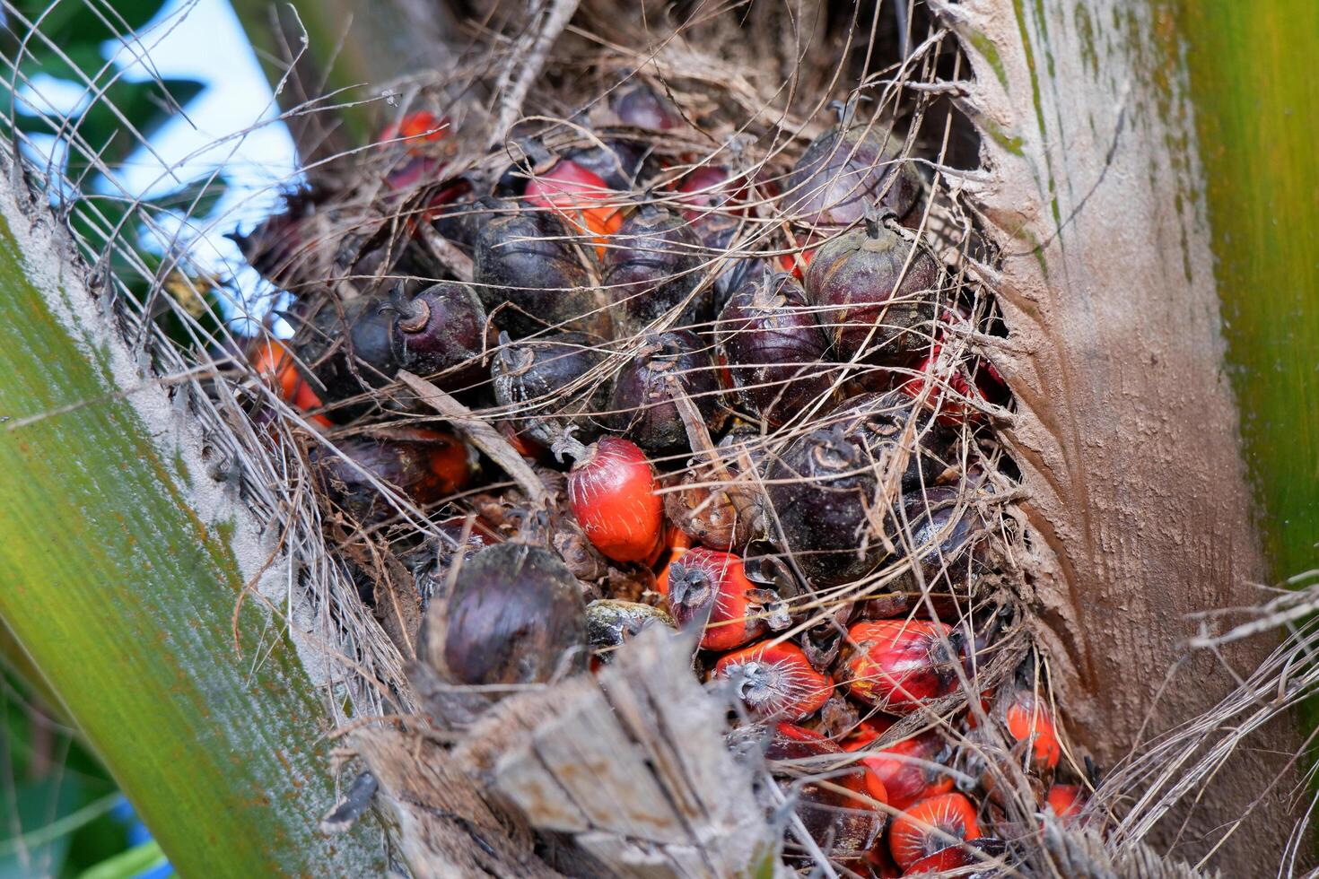 A bunch of fruit on a palm tree photo