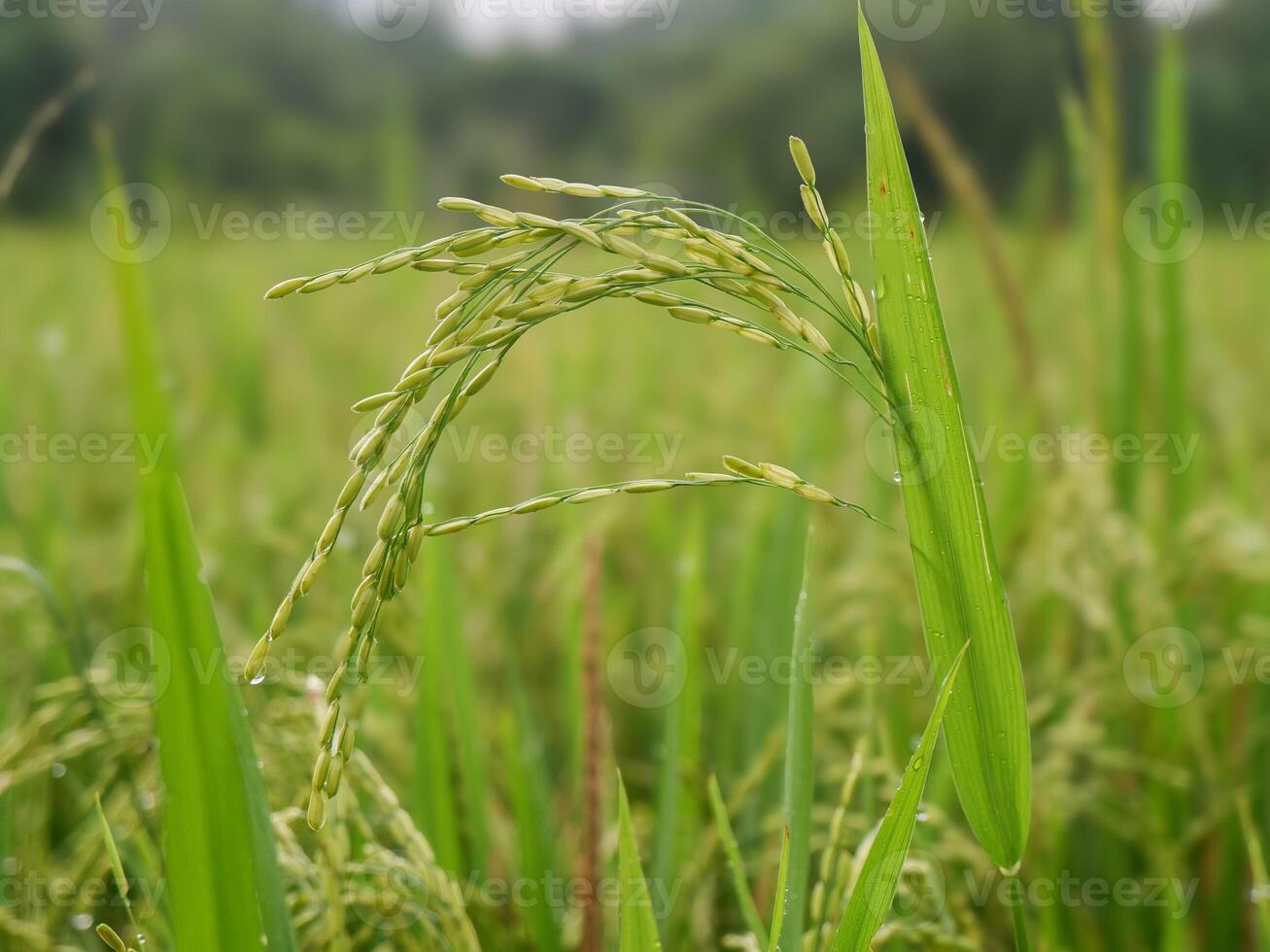 rice plants that are ready to be harvested. selective focus photo