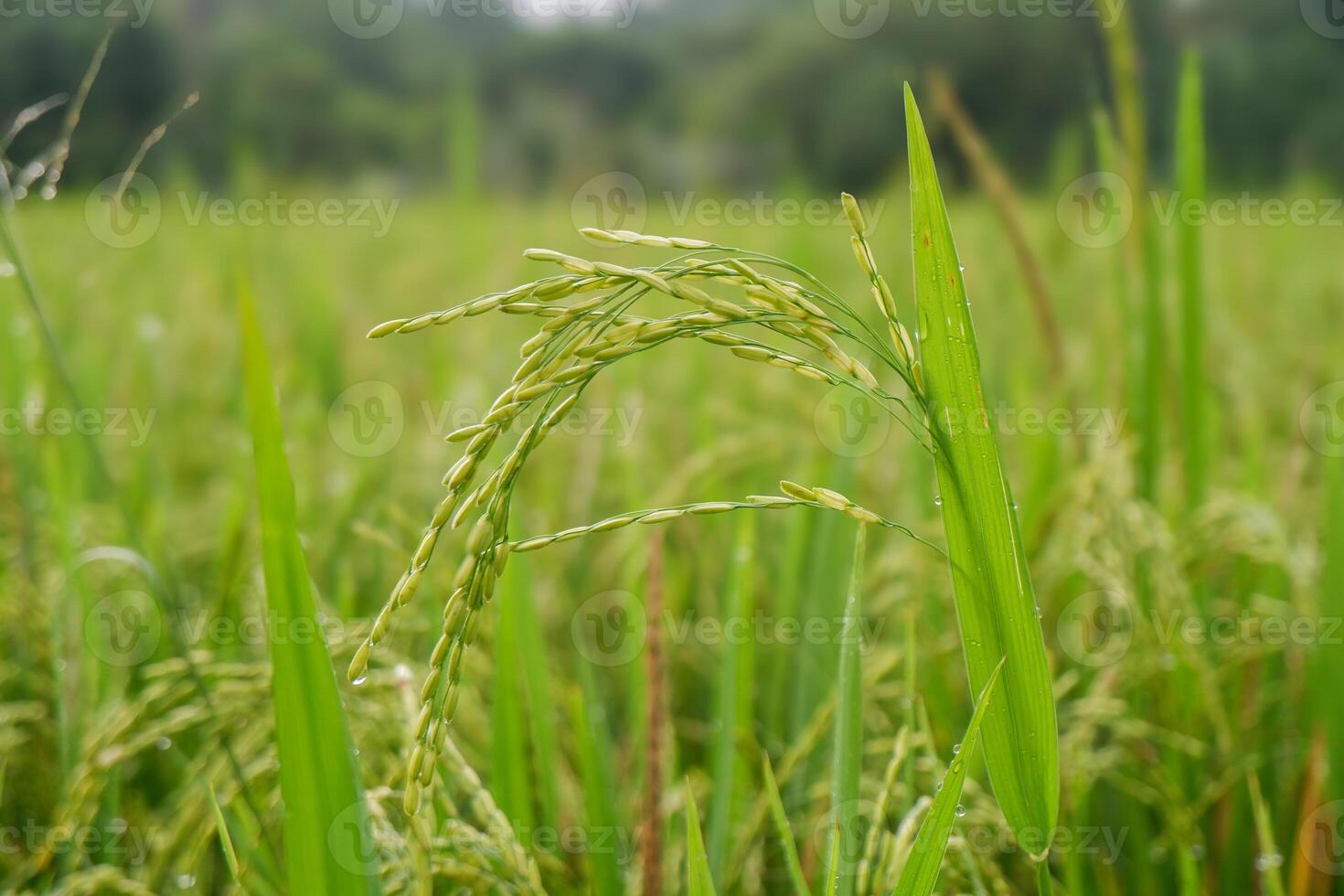 rice plants that are ready to be harvested photo