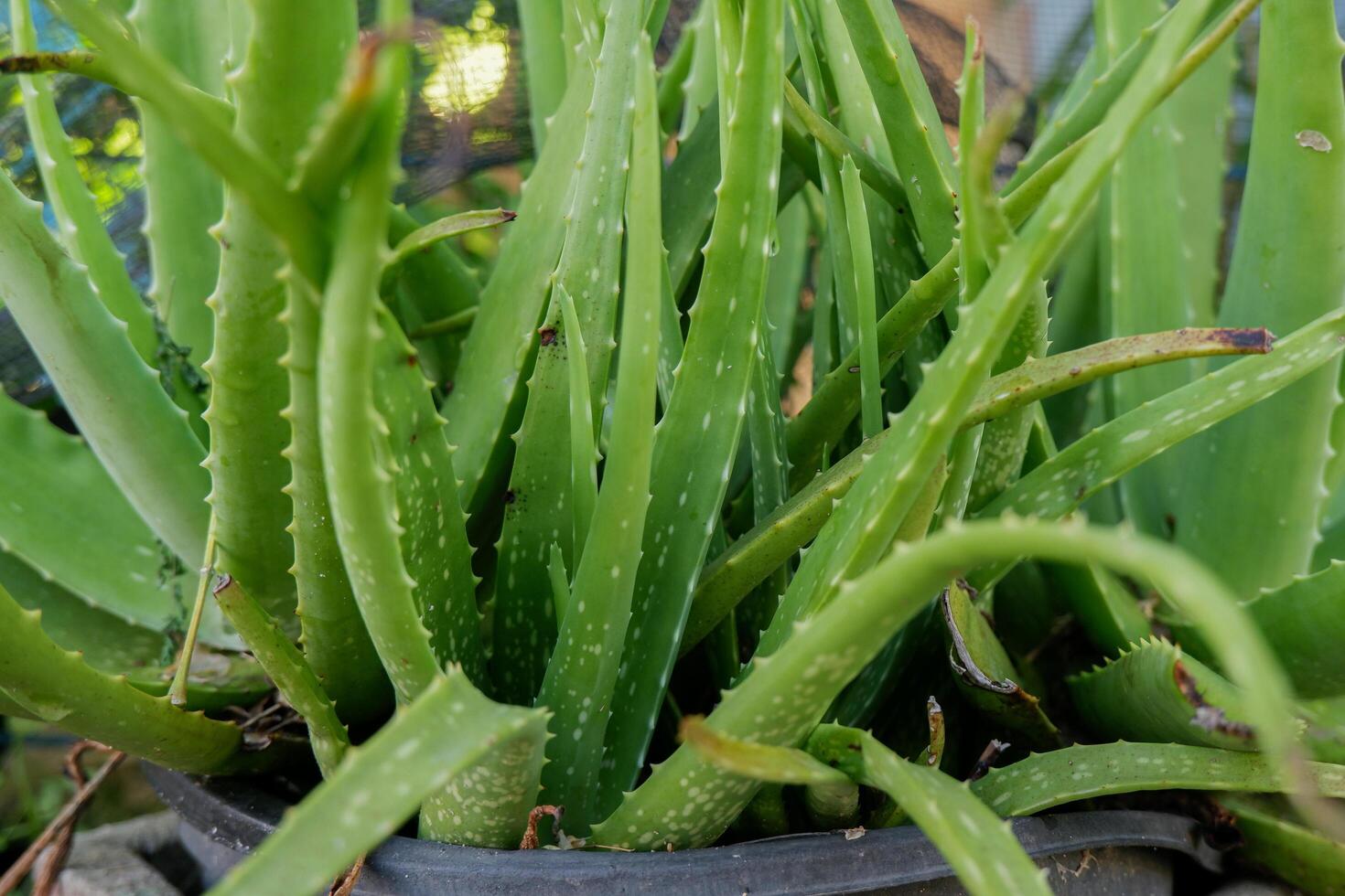 Aloe vera plant in a pot photo