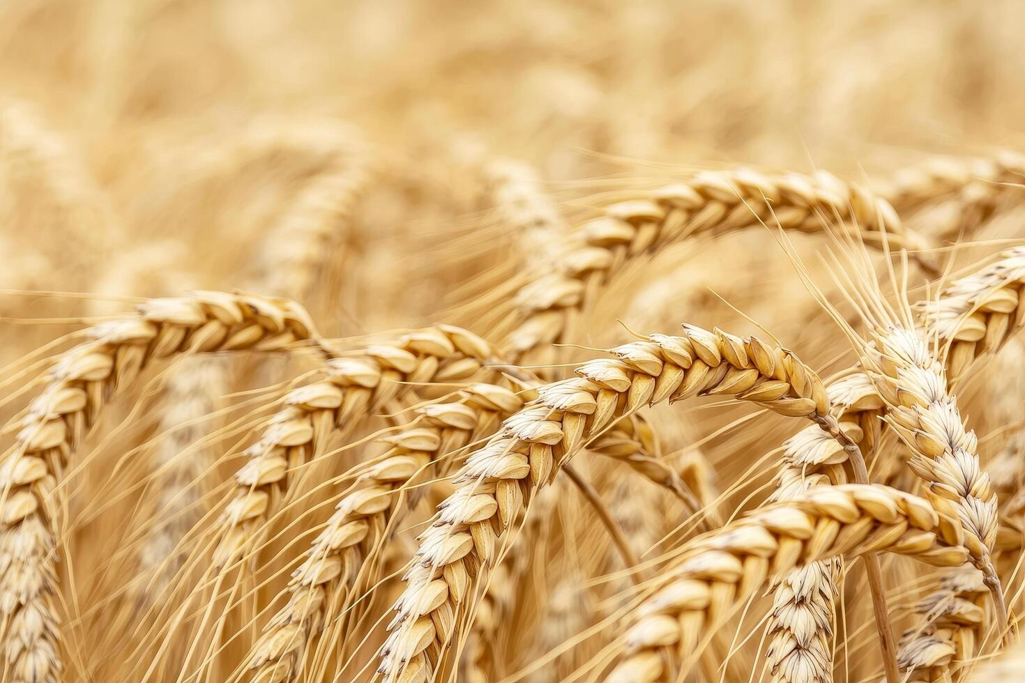 Golden wheat field swaying in the breeze under soft sunlight. photo