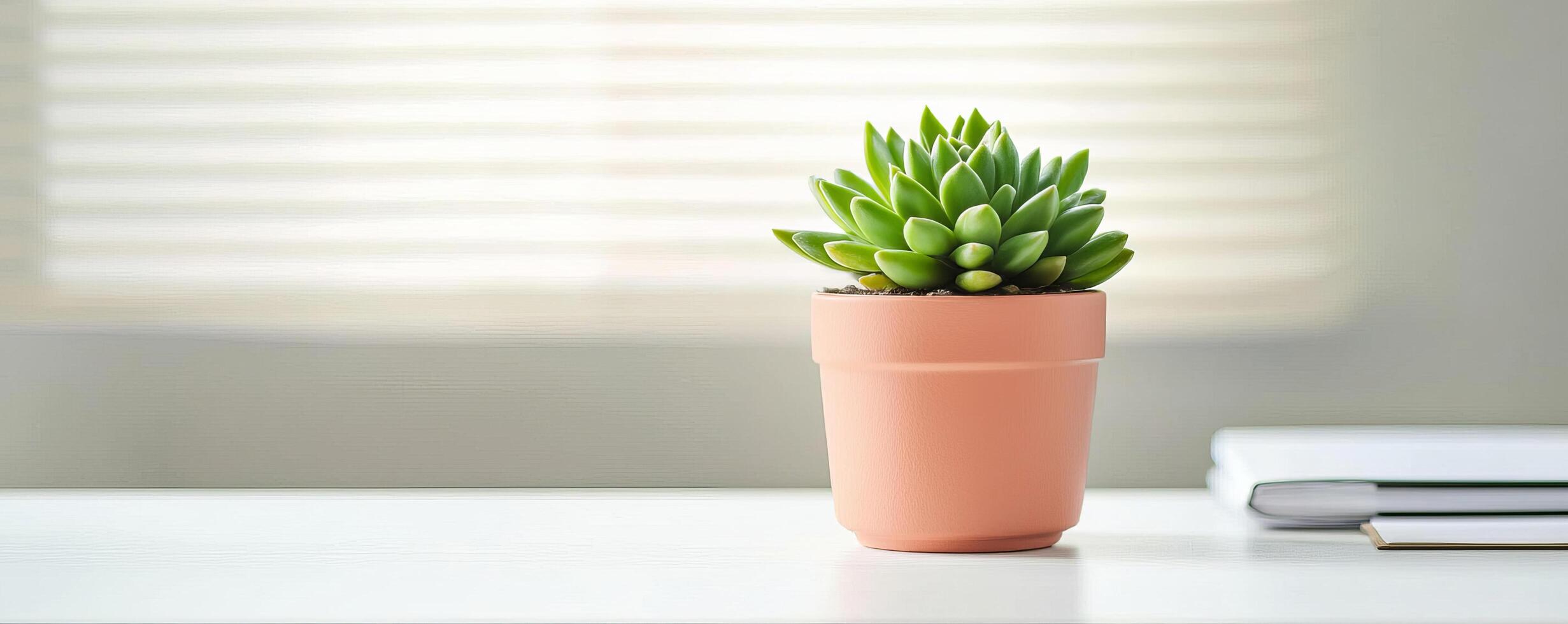 Succulent plant in a pot on a minimalistic desk background. photo