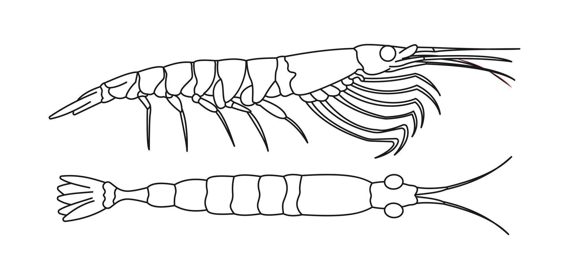 Outline of shrimp in side view illustration vector