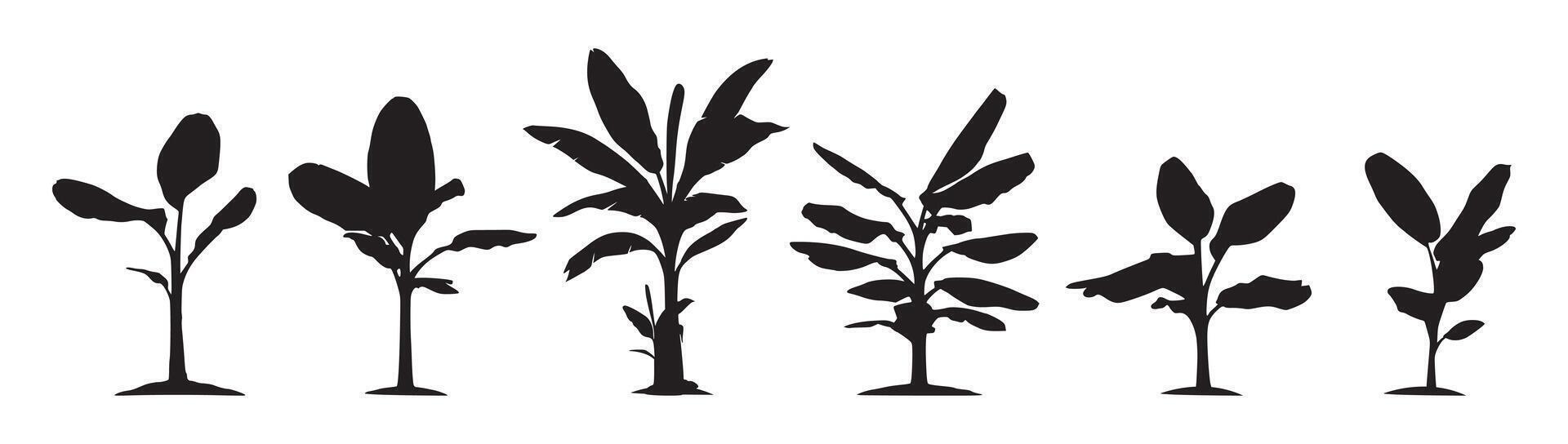 icon set of banana tree silhouettes vector