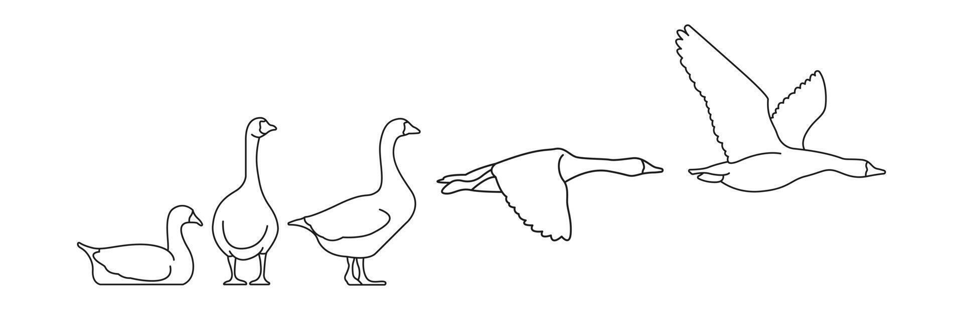 outlines of goose in multiple positions vector