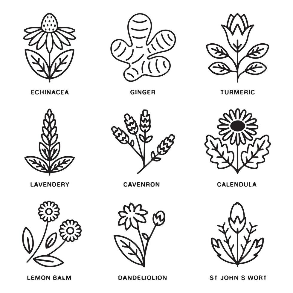 Collection of Outline Illustrations of Medicinal Herbs vector