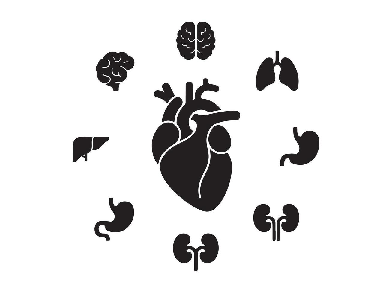Human Organ System Diagram Heart and Major Organs vector