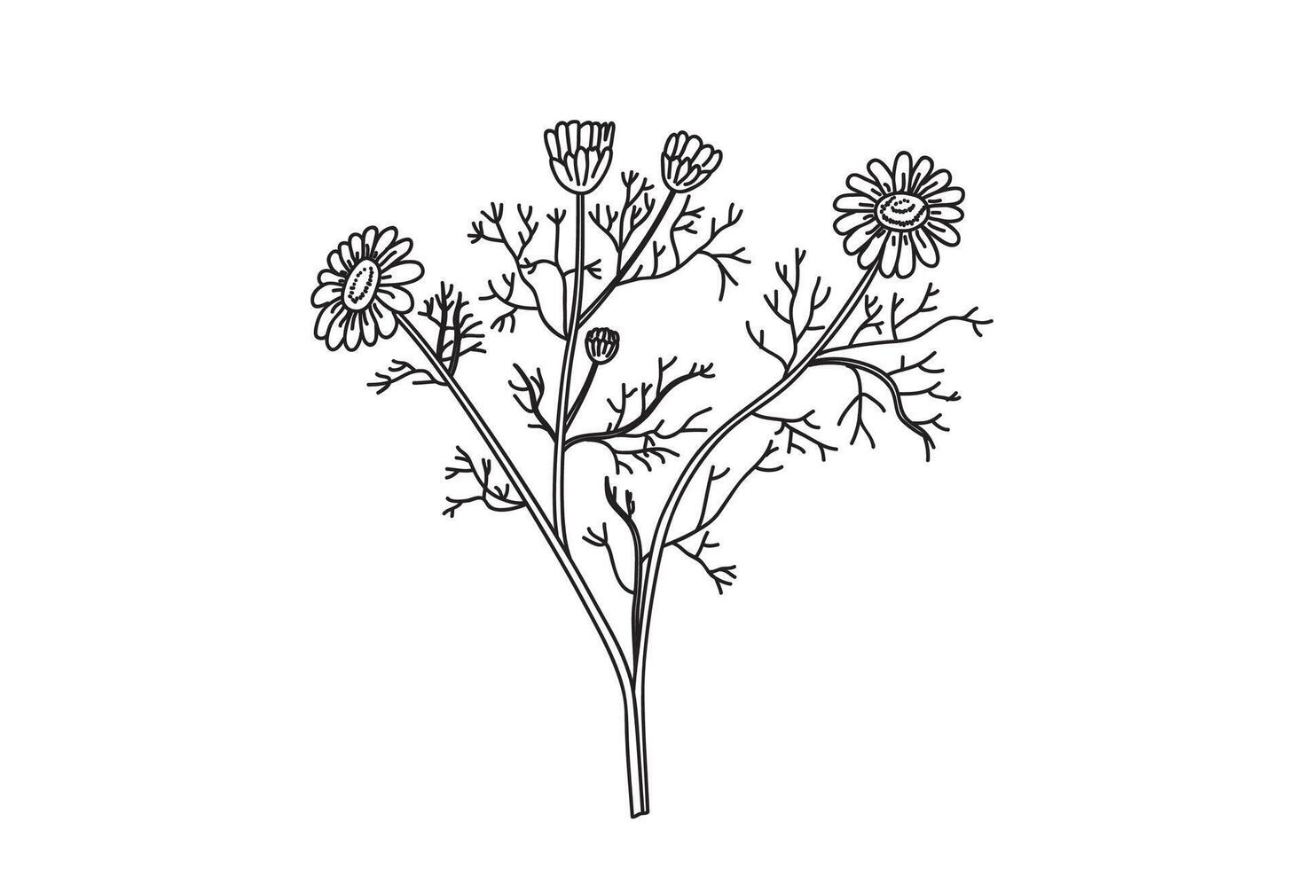 Line art botanical bouquet chamomile isolated on white background. Hand drawn outline medicinal plant with Stems Leaves Flowers illustration. Graphic design doodle element for Birthday Card vector