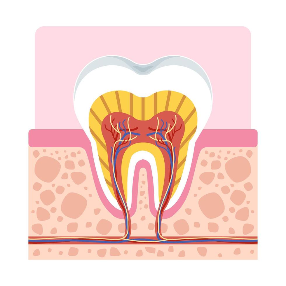 Healthy tooth anatomy cross section showing root, nerves, enamel, and gum structure for dental and medical use. vector