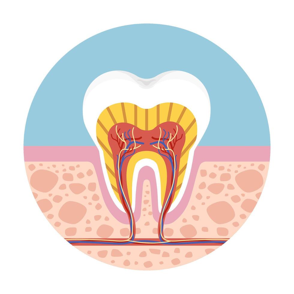 Cross section of human tooth showing dental anatomy, root canal, nerve, and enamel for medical or educational use. vector