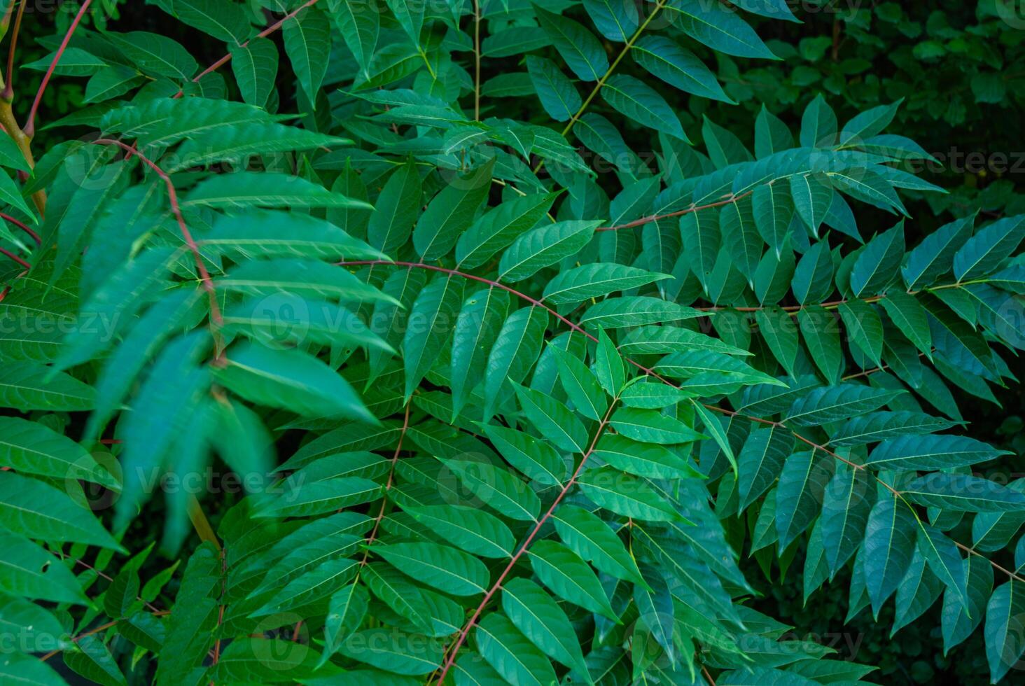 Vibrant green foliage with lush leaves in a natural forest setting showcasing dense leaf patterns and rich botanical textures photo