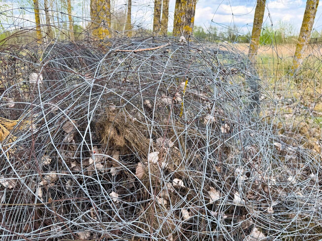 Close-up of tangled and weathered wire mesh fencing entangled with dry leaves and forest debris in a clearing among birch trees during springtime in the countryside photo