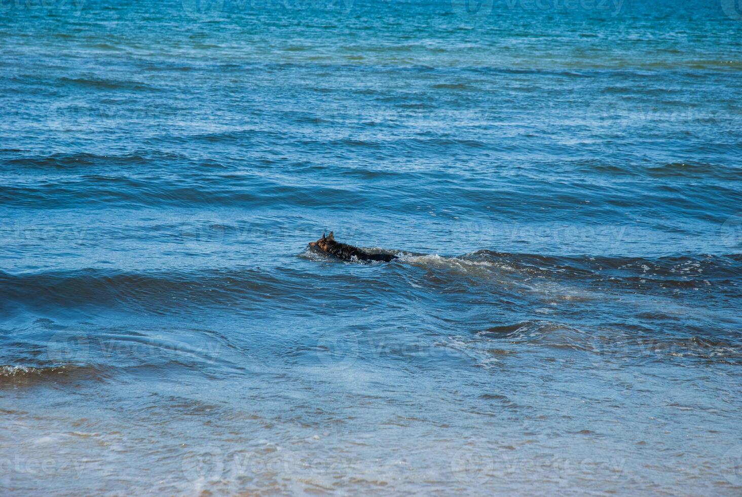 Black dog swimming in clear blue ocean waves on a sunny day at the beach with white foam and calm waters extending to the horizon. Digital nomad lifestyle. Remote work photo
