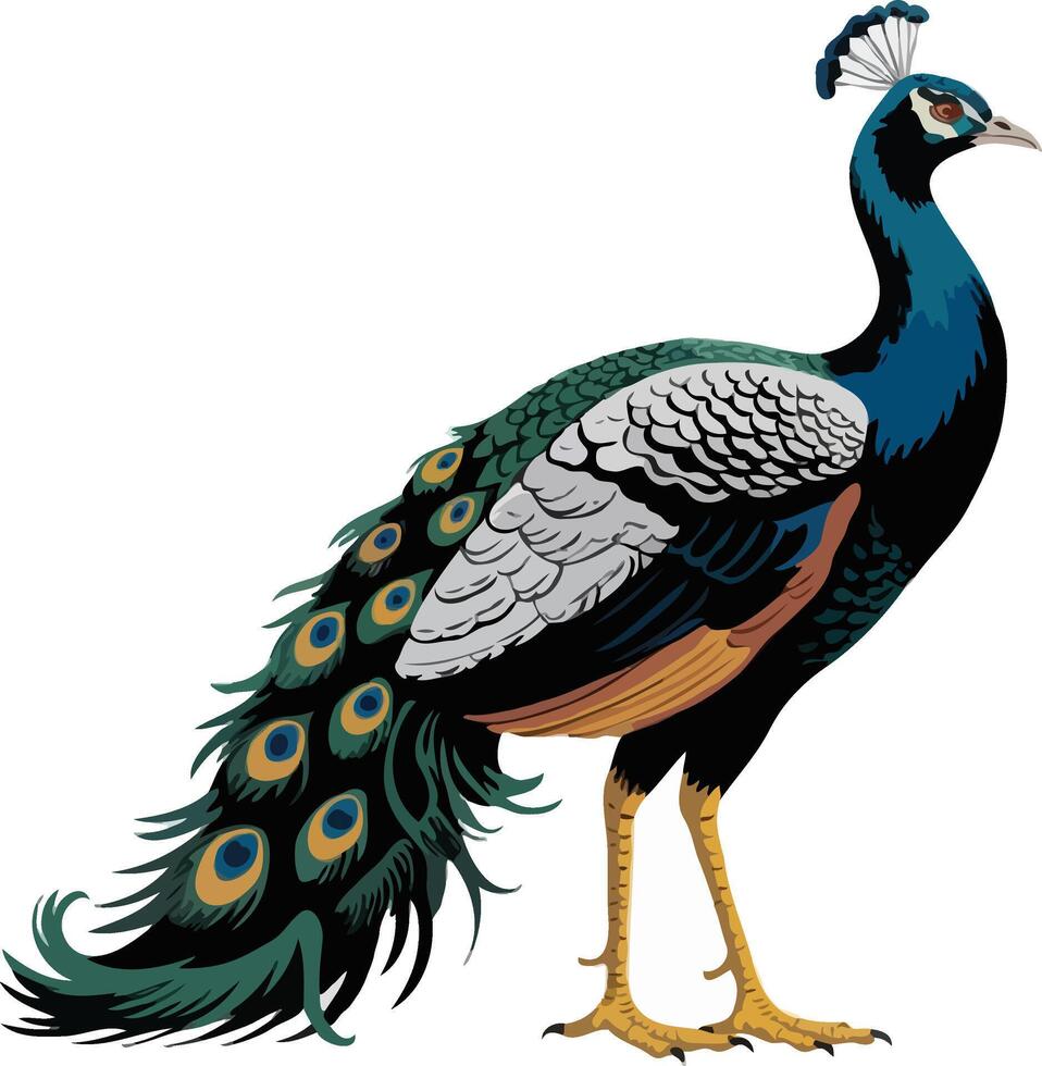 Elegant Indian Peacock Illustration with Vibrant Plumage and Tail Feathers vector