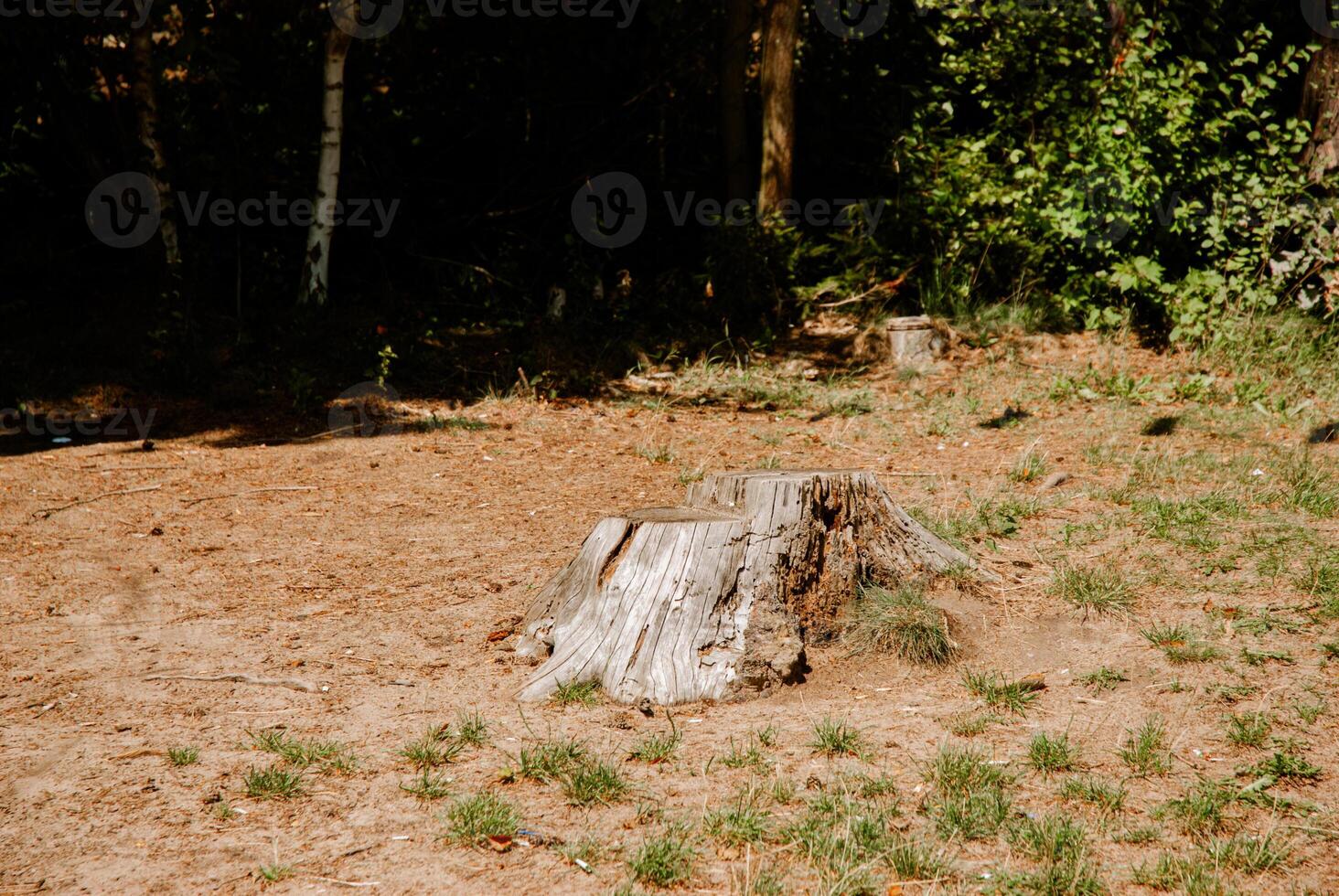 Tranquil forest clearing with tree stump in natural woodland setting. Weekend concept near the forest and lake photo