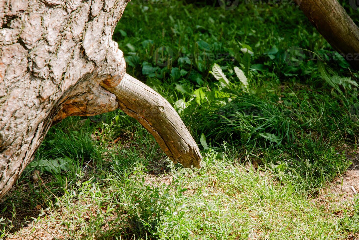 Nature's resilience, tree trunk growth and green forest scene. Weekend concept near the forest and lake photo